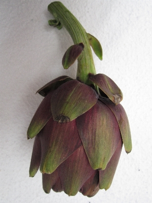 花 植物 葉 紫 写真