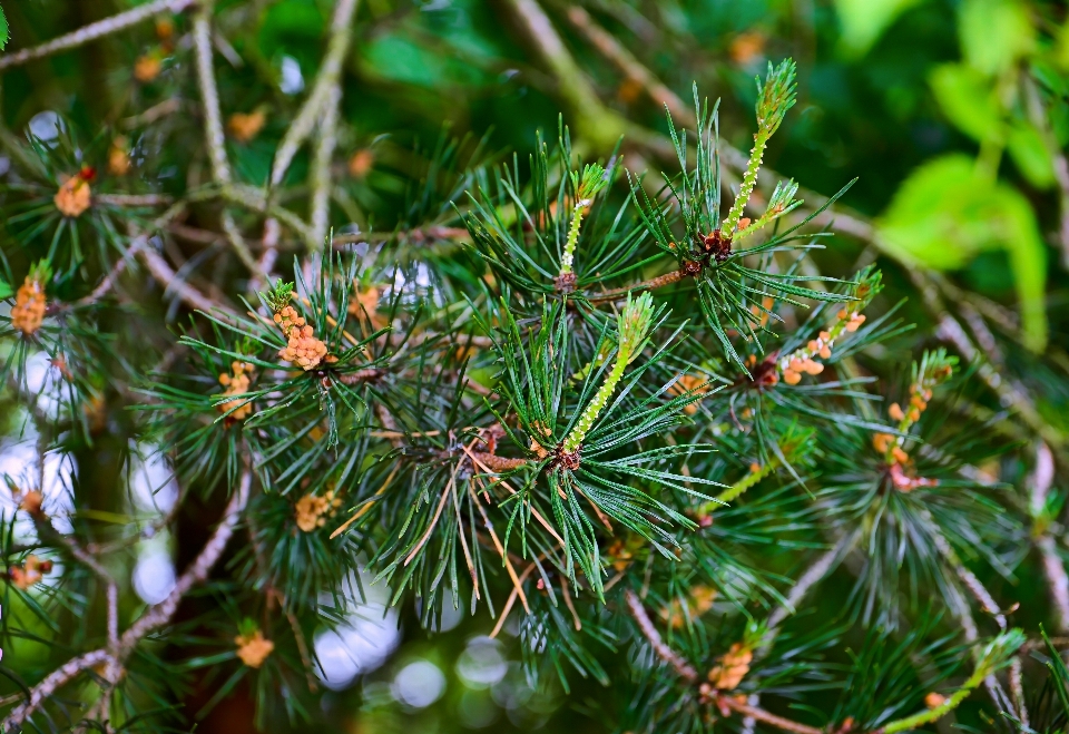 Albero natura foresta ramo