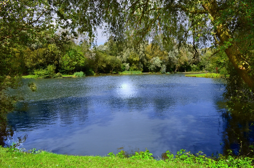 ビーチ 風景 木 水