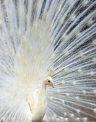 Photo Nature neige hiver oiseau