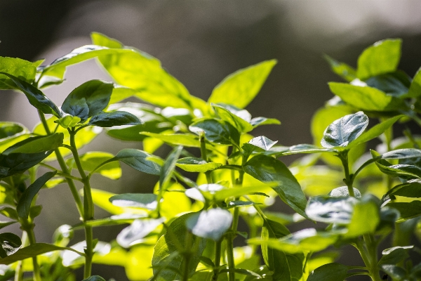 Nature branch plant leaf Photo