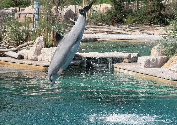 自然 クマ ヤギ 動物園 写真