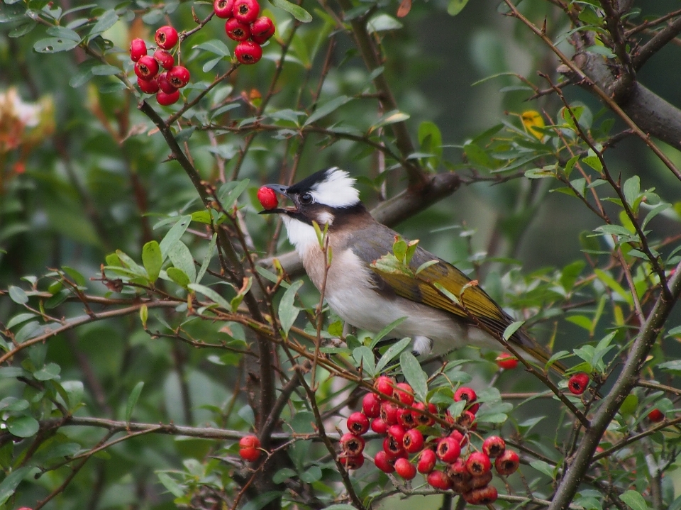 Bifurquer oiseau fleur faune