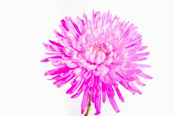 Plant flower petal pink Photo