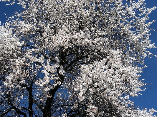 Foto Albero natura ramo fiore