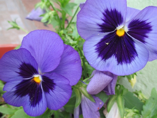 Plant flower purple petal Photo