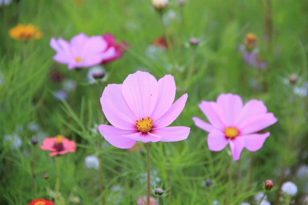 Nature grass blossom plant Photo