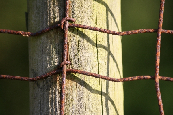 Branch fence barbed wire wood Photo