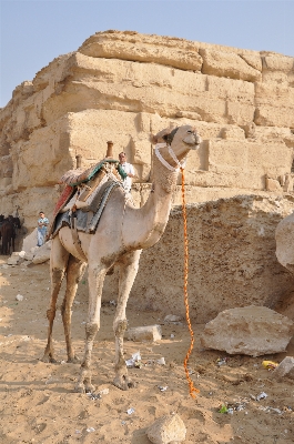 Landscape sand desert animal Photo