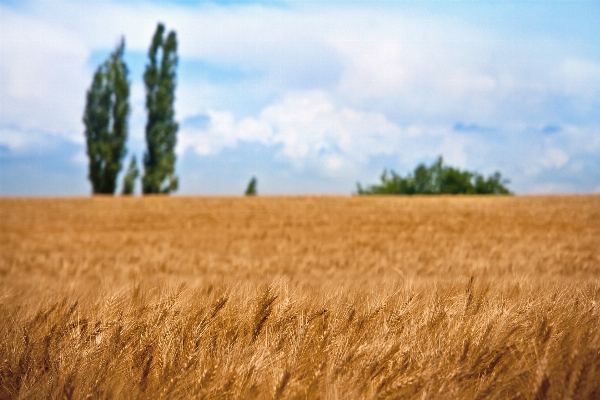 Landscape tree nature grass Photo