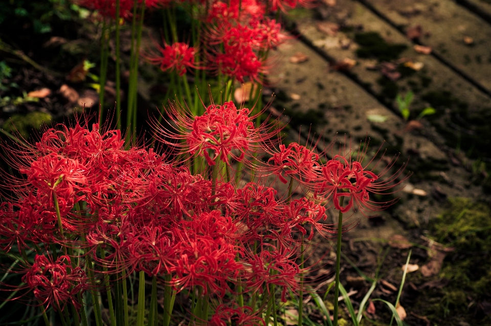 Anlage blatt blume rot