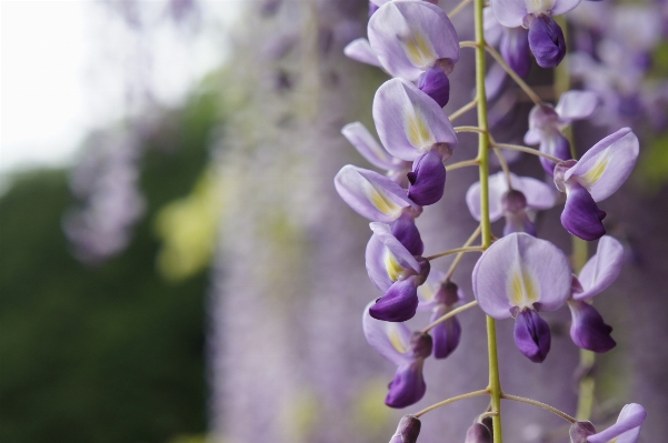 Foto Fiore pianta petalo naturale