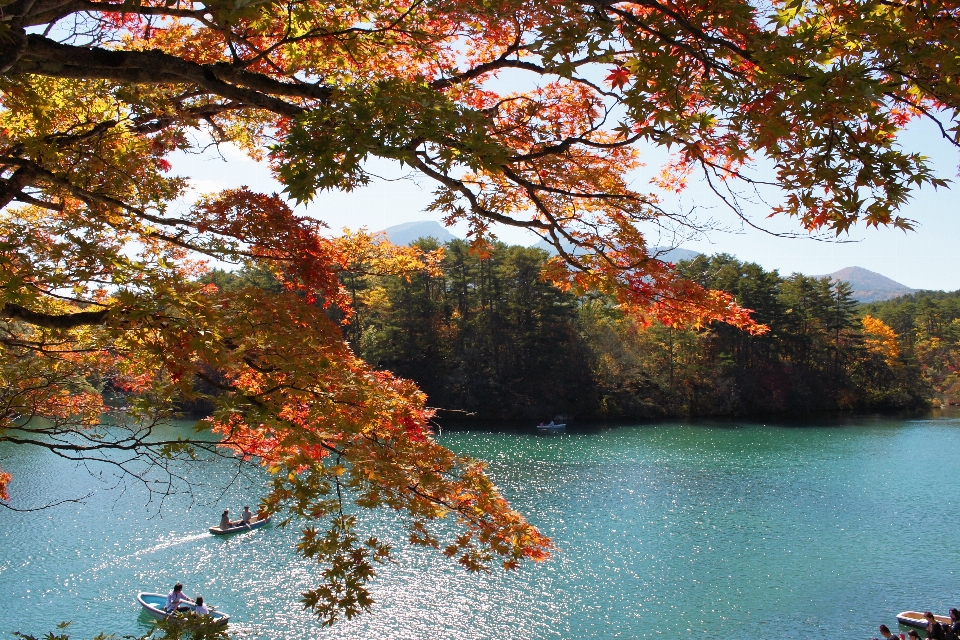 景观 树 水 自然