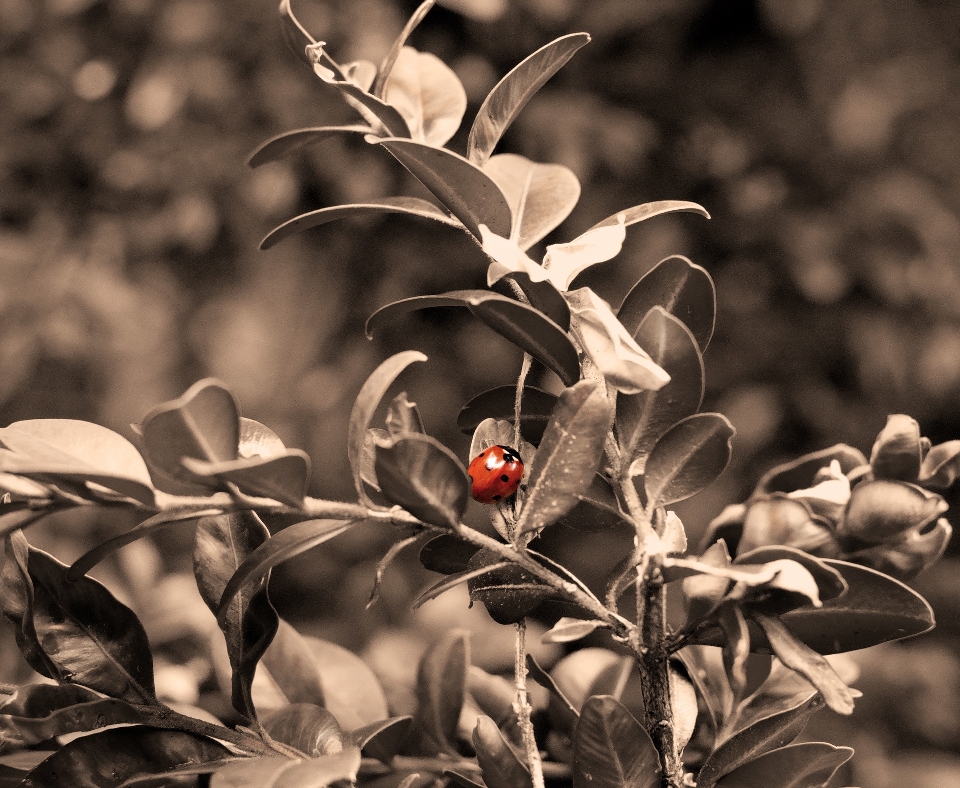 Natura ramo bianco e nero
 pianta