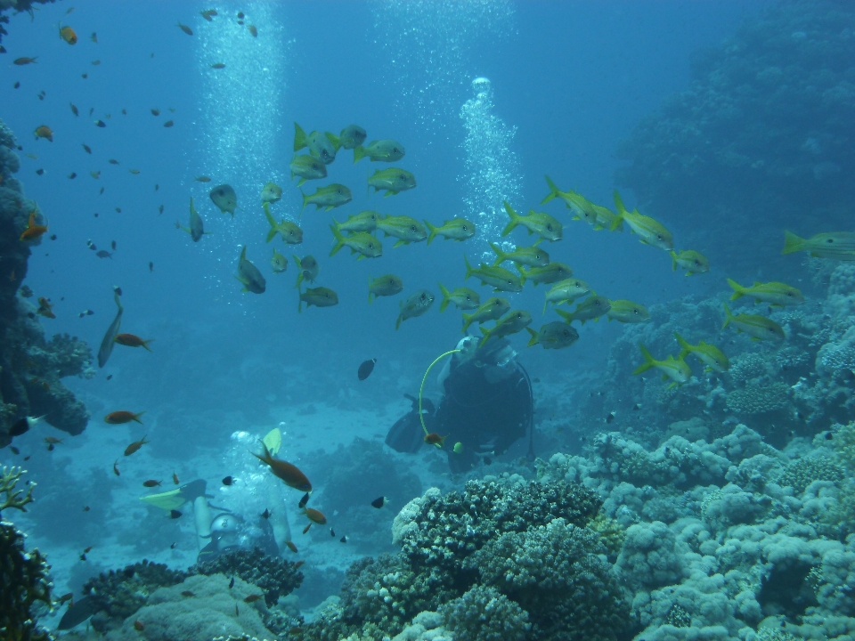 Meer ozean tauchen unter wasser