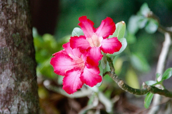 自然 花 植物 葉 写真