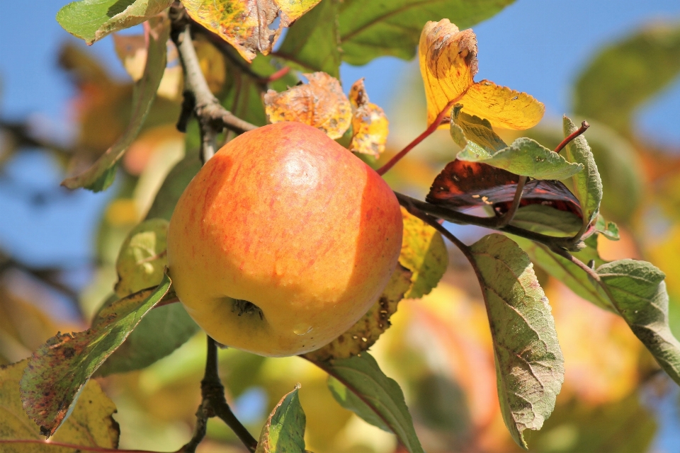 Apple albero natura ramo