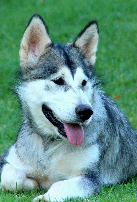 Nature neige chien animal