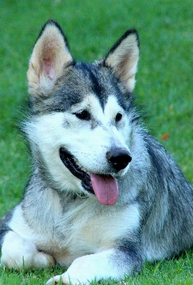 Natur schnee hund tier Foto