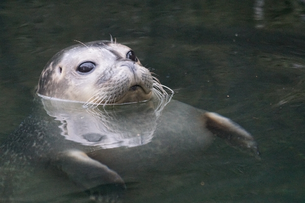 Foto Acqua animali selvatici nuotare zoo