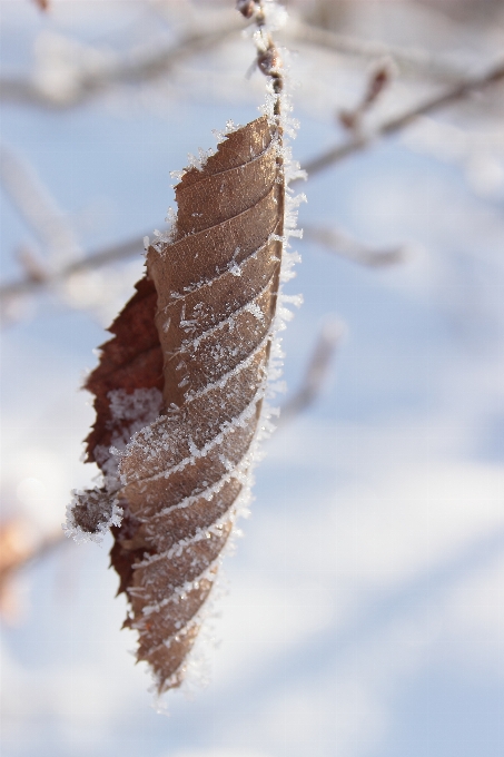 Albero natura ramo nevicare