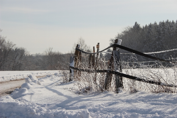 Forest snow cold winter Photo