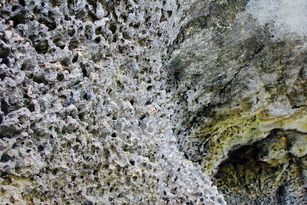 Baum rock struktur textur Foto