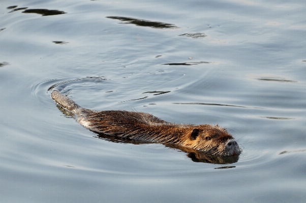 Foto Acqua natura animale fiume