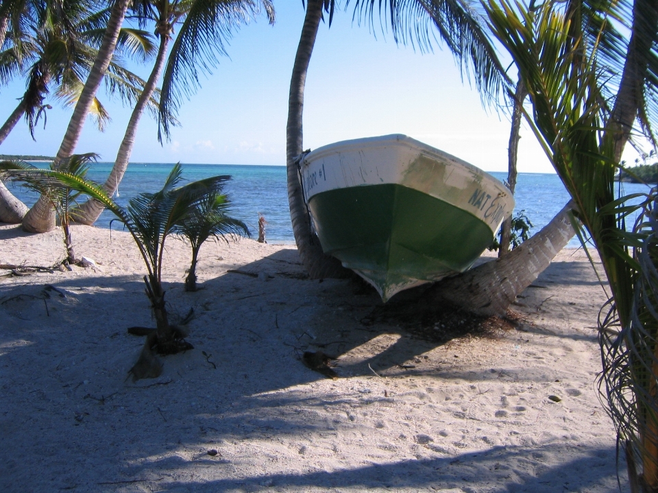 Spiaggia mare albero oceano