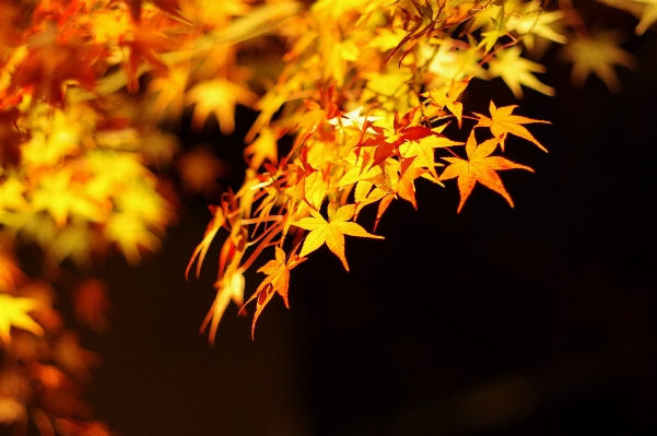 Baum natur zweig licht Foto