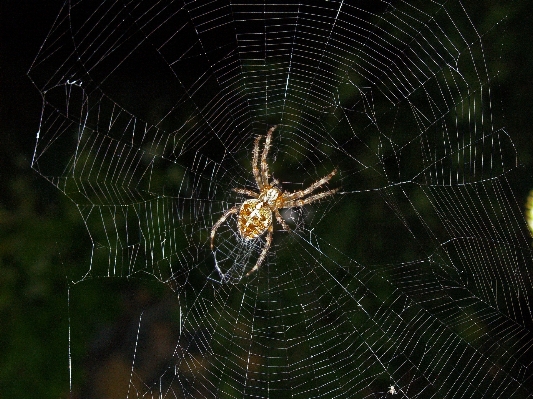 昆虫 fauna 材料 无脊椎动物 照片