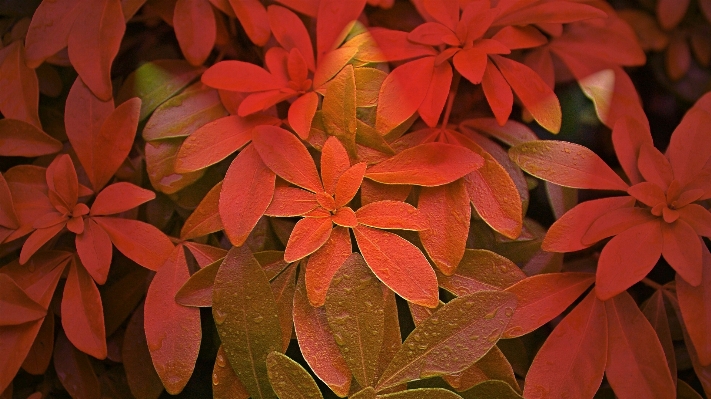 Tree branch plant leaf Photo