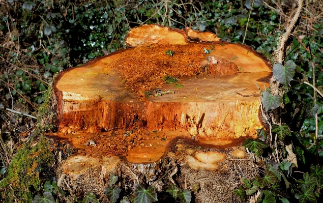 木 森 トランク 秋 写真