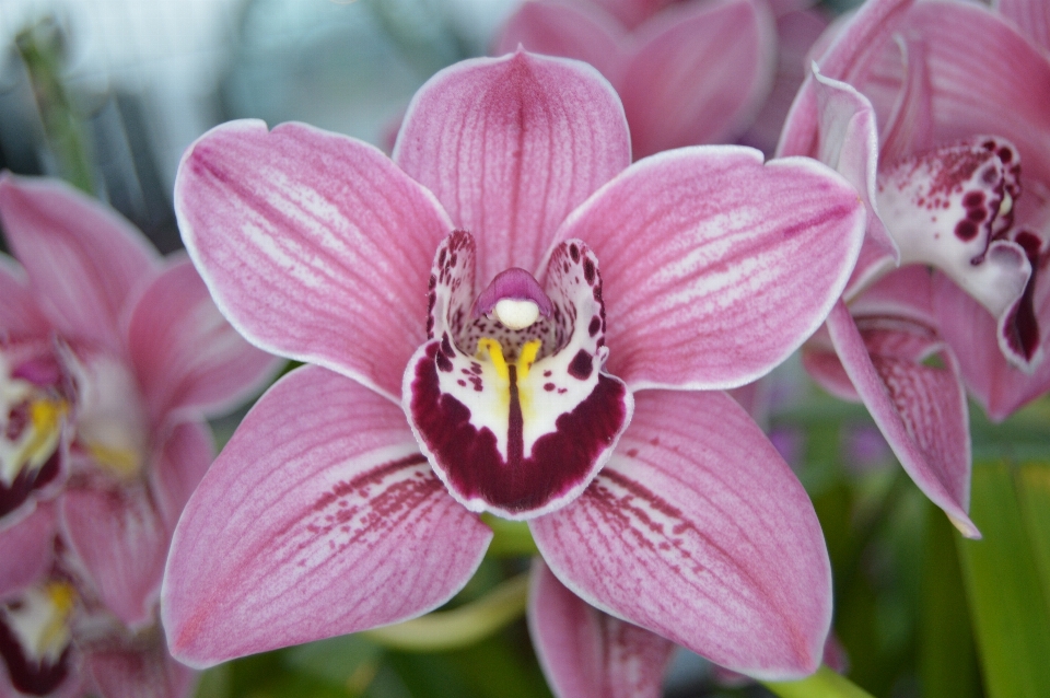 Naturaleza florecer planta flor