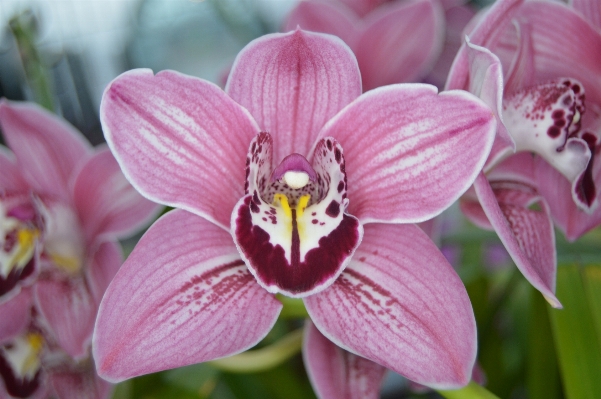 Nature blossom plant flower Photo