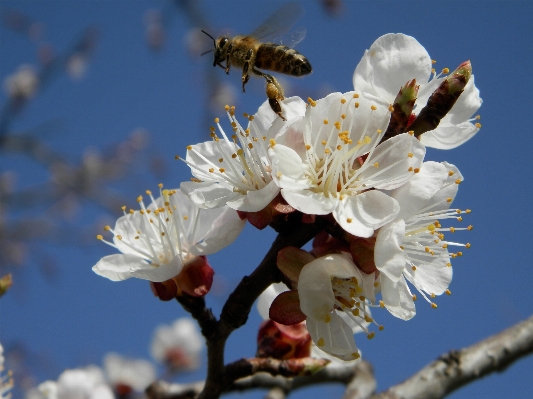 Natur zweig blüte anlage Foto