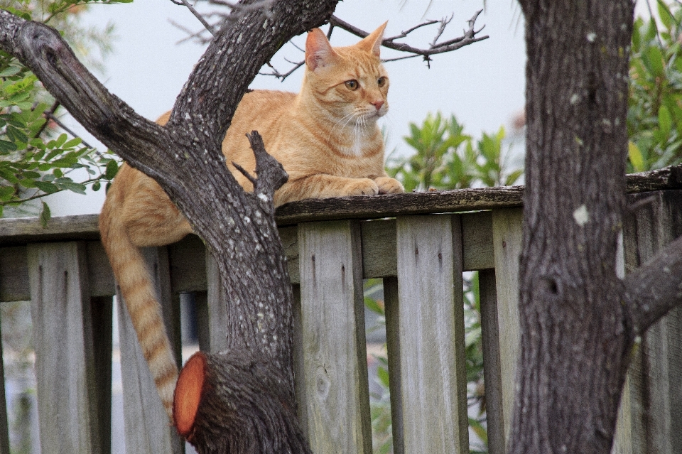 Outdoor branch fence plant