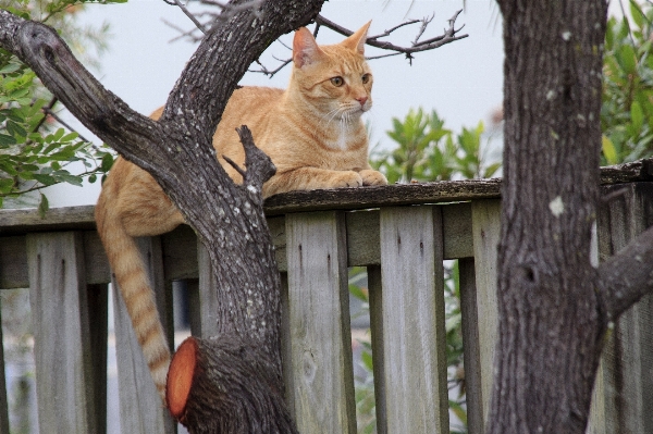 Outdoor branch fence plant Photo