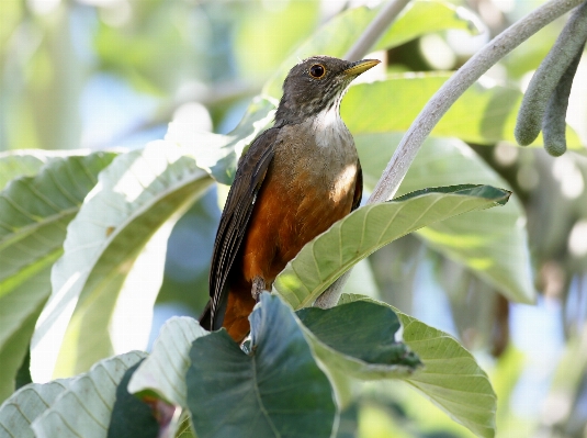 Foto Alam hutan cabang burung