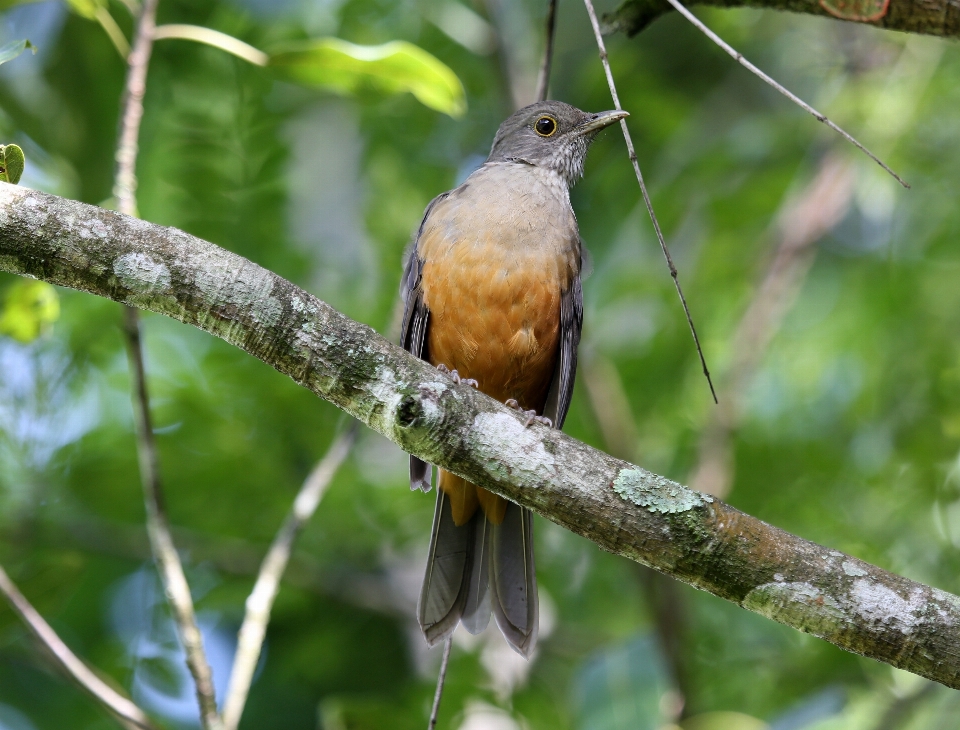 Forêt bifurquer oiseau en regardant