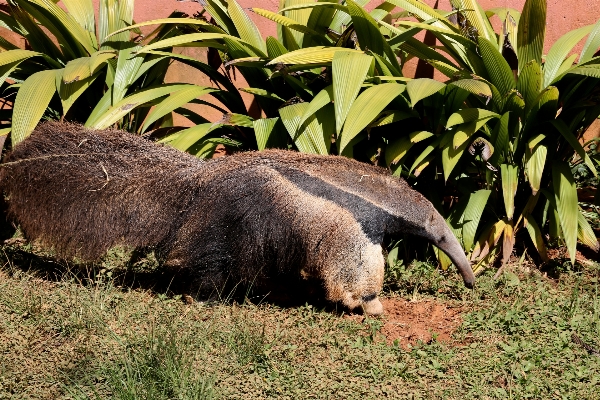 Foto Satwa margasatwa liar kebun binatang