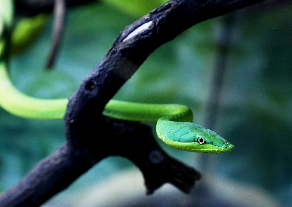 Filial olhando animais selvagens verde