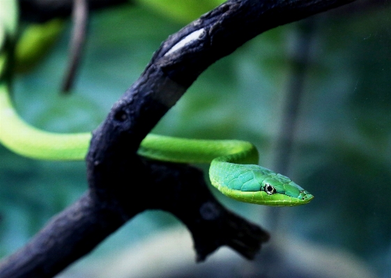 Foto Ramo guardare animali selvatici verde