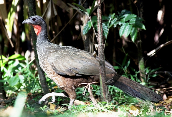 Foto Burung margasatwa unggas
 fauna