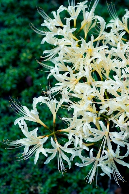 树 植物 白色的 叶子 照片