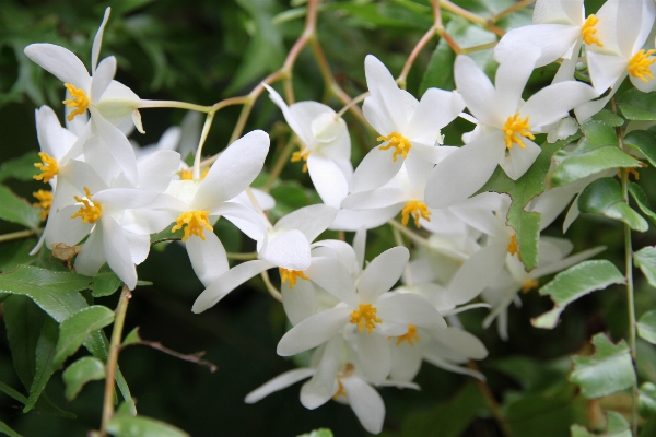 Blossom plant white flower Photo