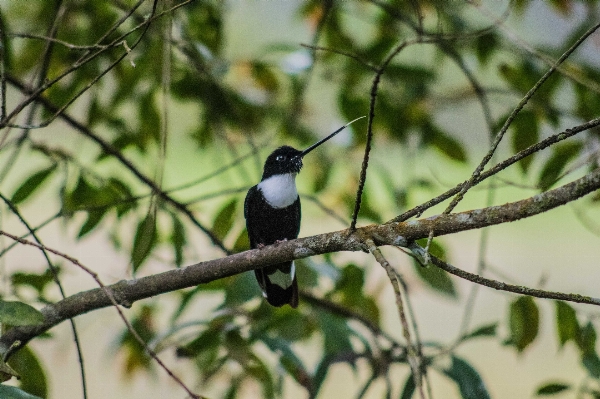 Nature branch bird flower Photo