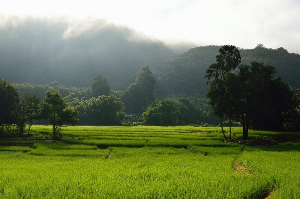 Landscape tree nature grass Photo