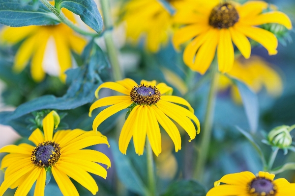 Photo Nature fleurir usine prairie
