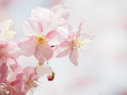 Branch blossom plant wood Photo